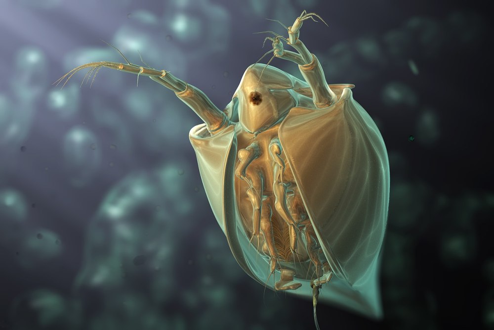 Water Flea