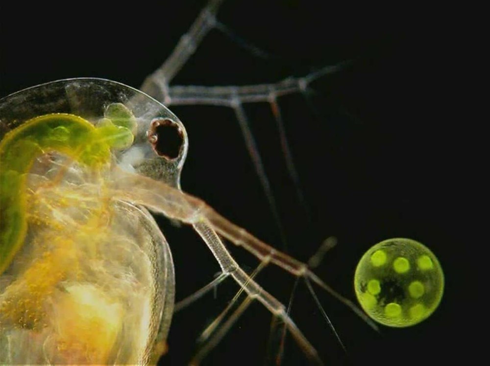 Daphnia lumholtzi