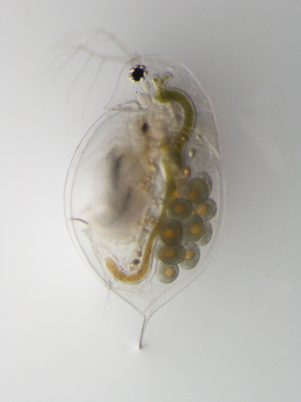 Daphnia Magna в биотестировании
