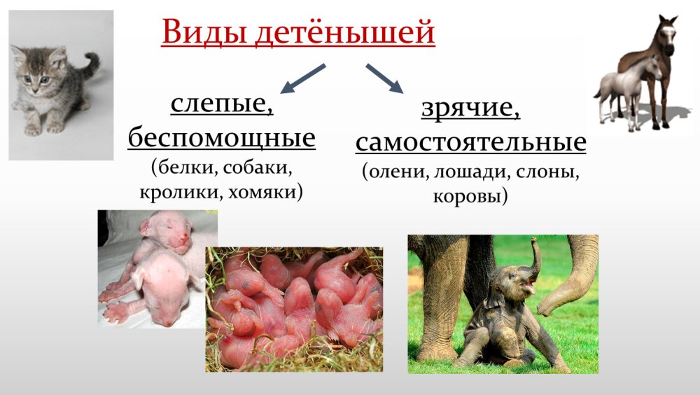 Размножение млекопитающих