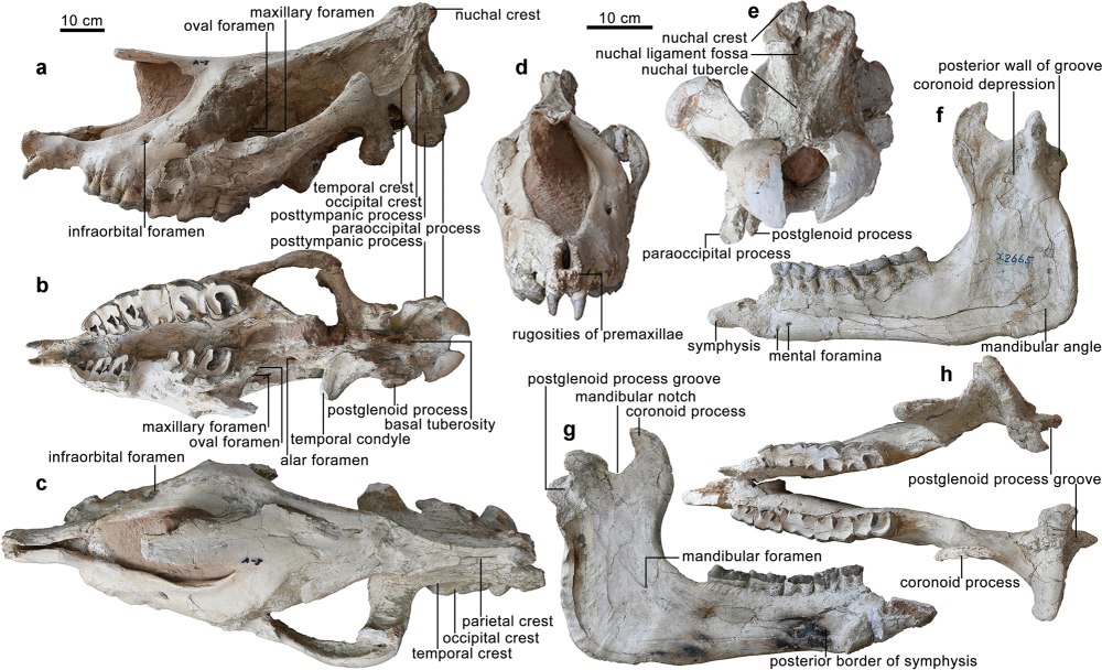 Paraceratherium linxiaense