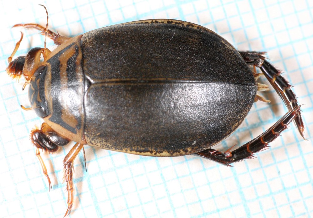 Euastacus sulcatus