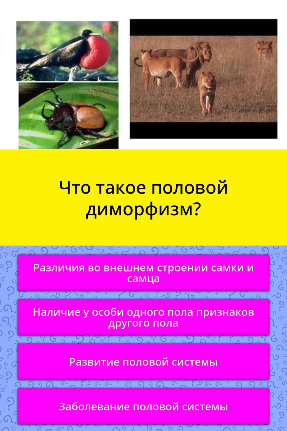 Половой диморфизм у млекопитающих