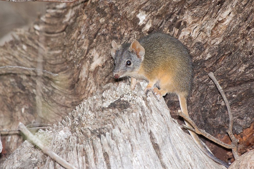 Antechinus Arktos