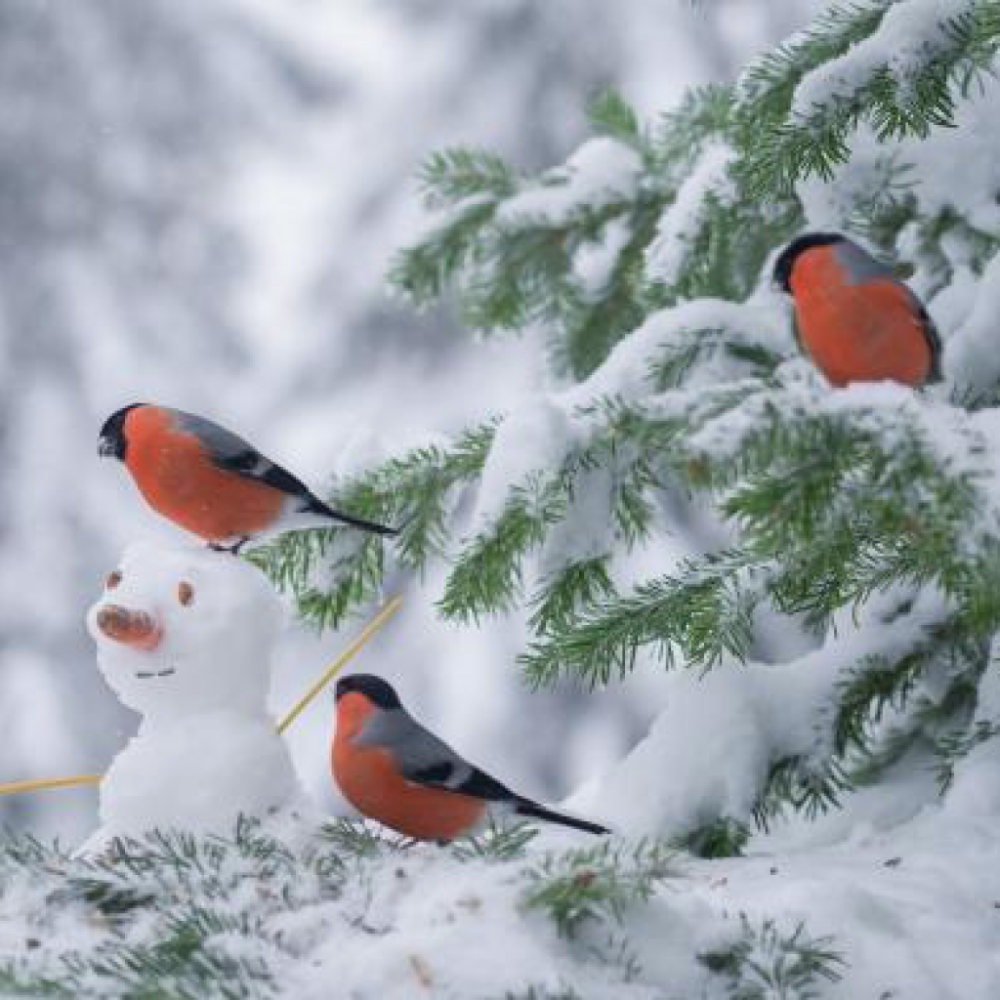 Картинки раскраски снегири на ветке рябины зимой (51 фото)