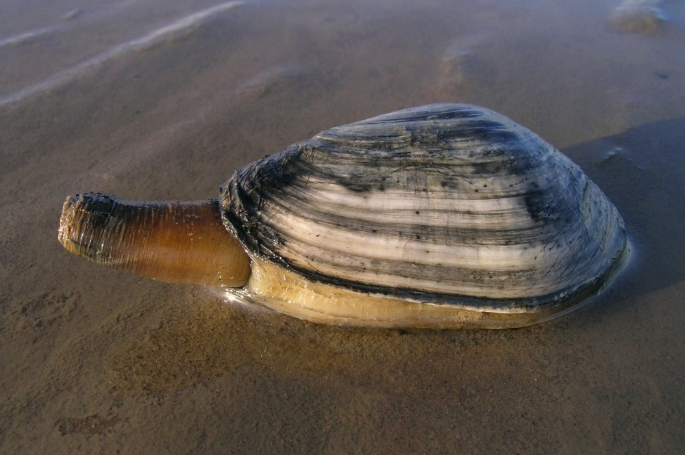 Mya arenaria