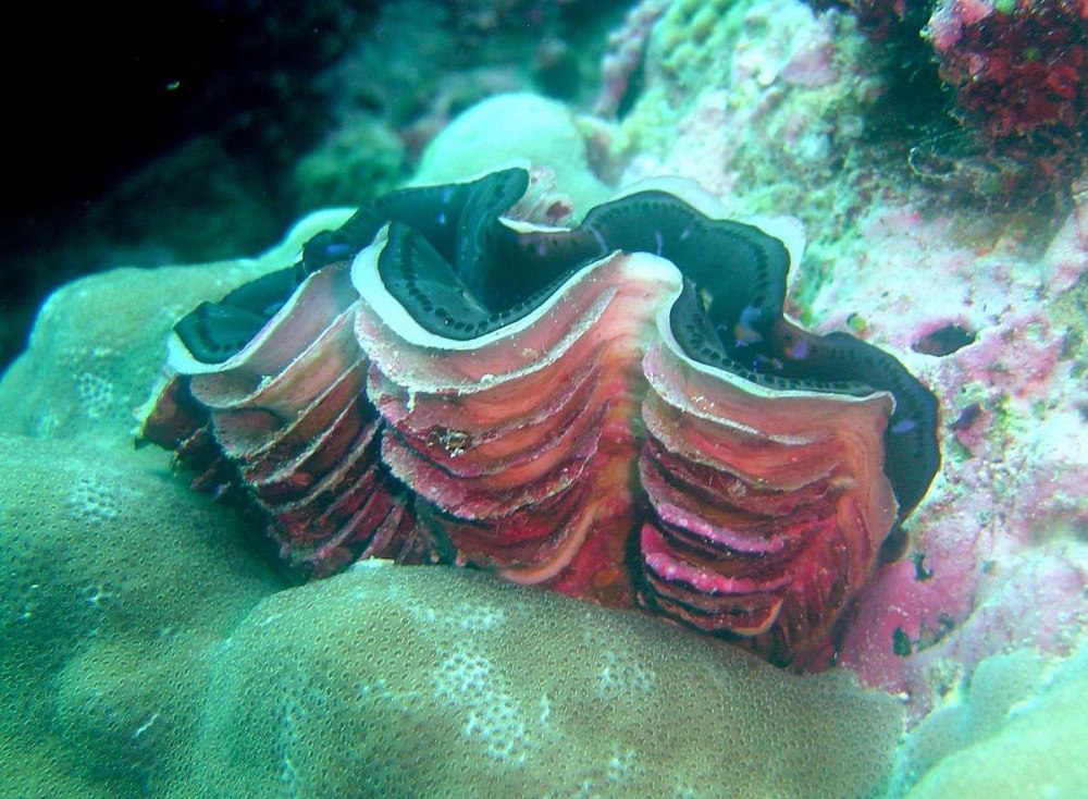 Морская раковина тридакна