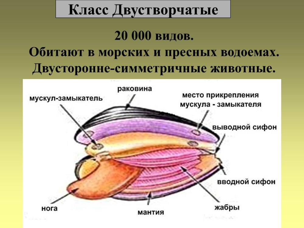 Строение двустворчатого моллюска 7 класс биология