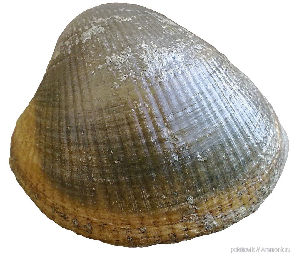 Двустворчатые моллюски Bivalvia