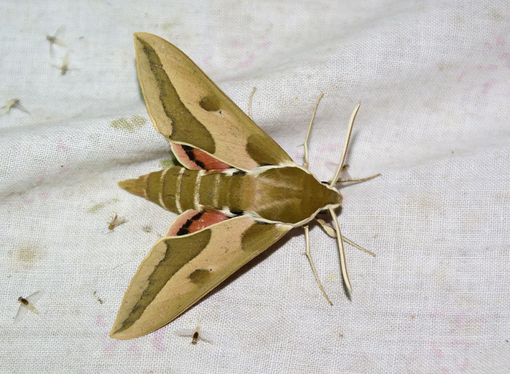 Бражник молочайный Hyles euphorbiae