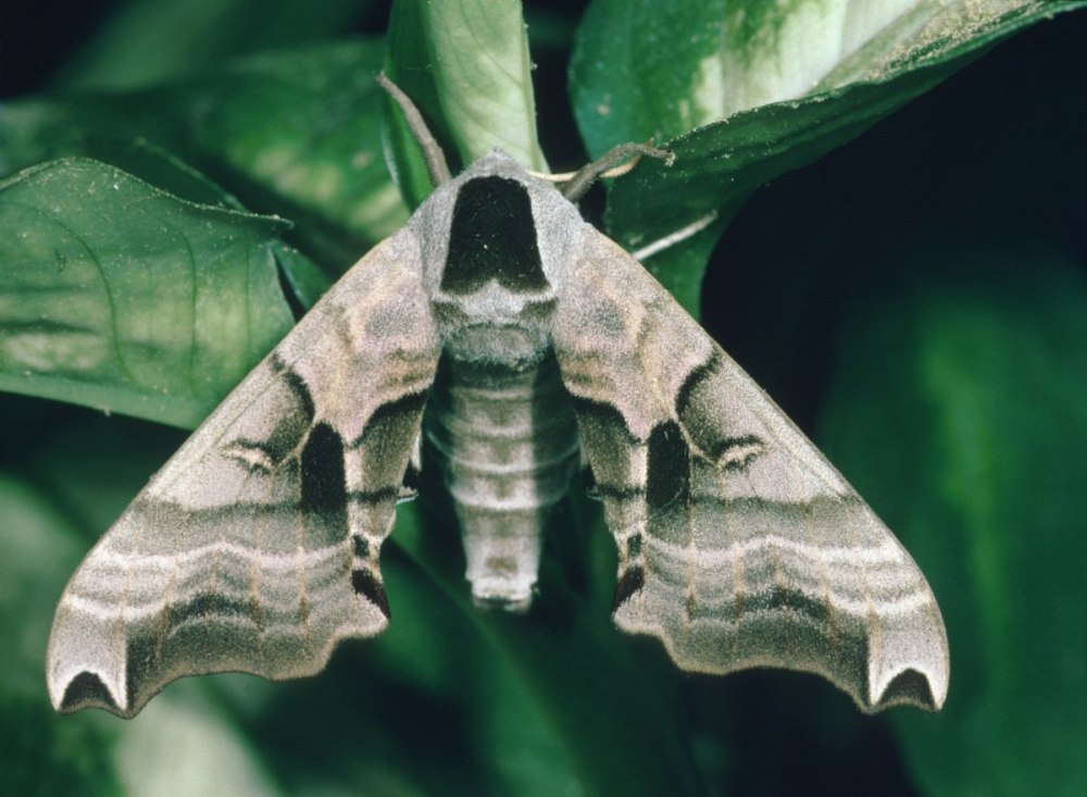 Papilio Troilus гусеница куколка