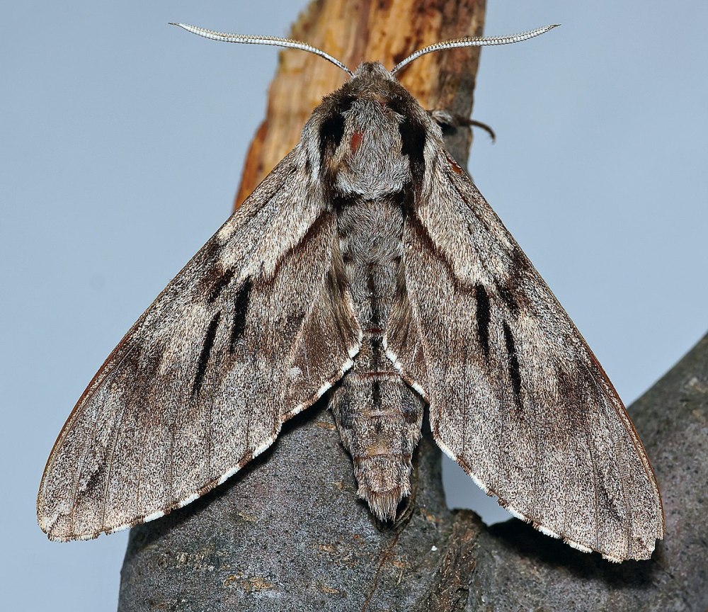 Бражник Сосновый Sphinx pinastri