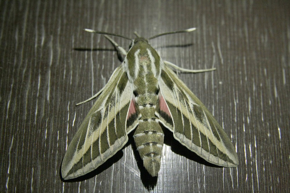 Hyles livornica бражники