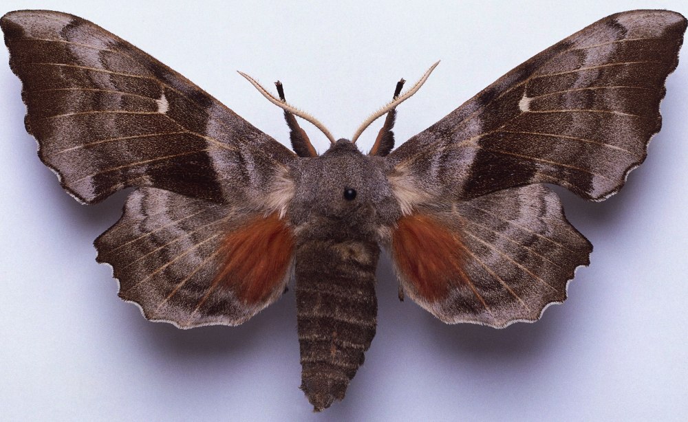 Sphinx Moth