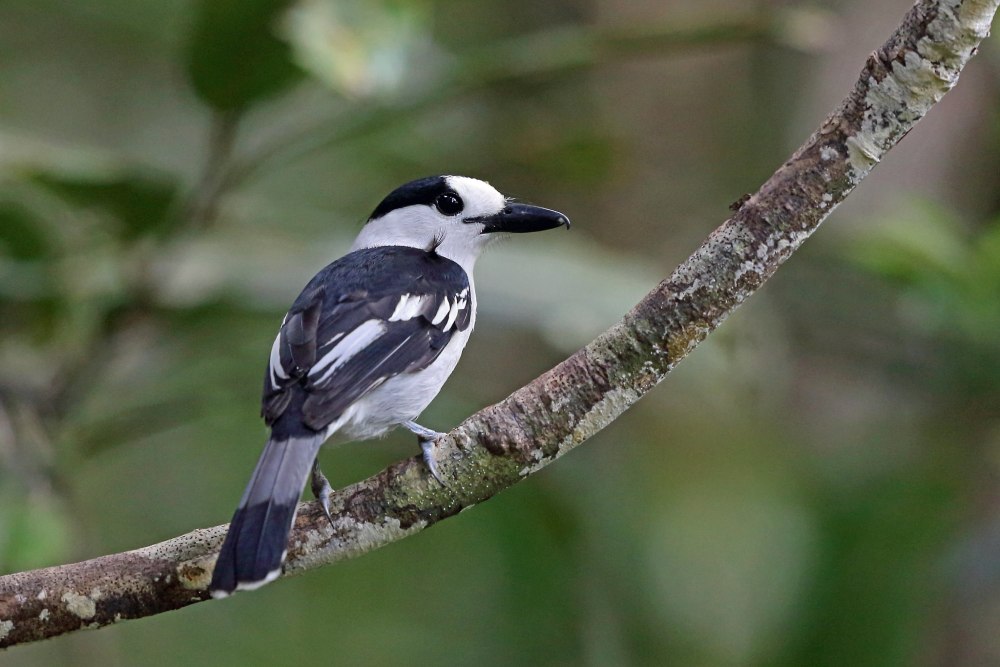 Vanga curvirostris