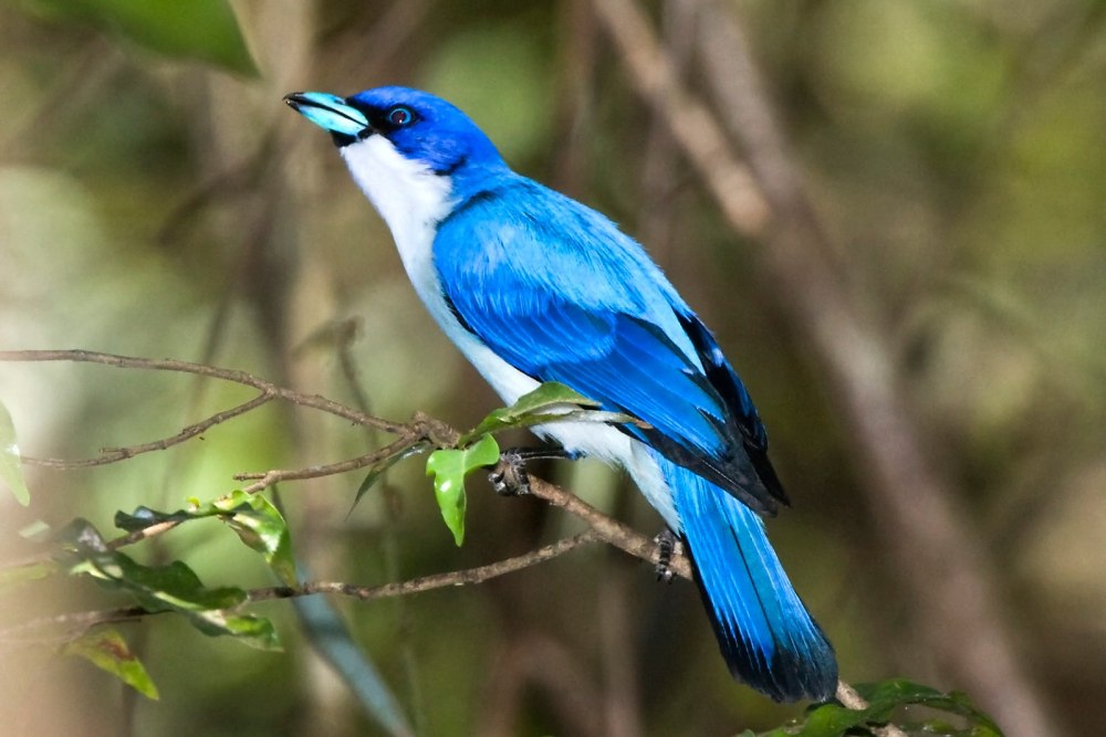 Синяя Ванга Cyanolanius madagascarinus