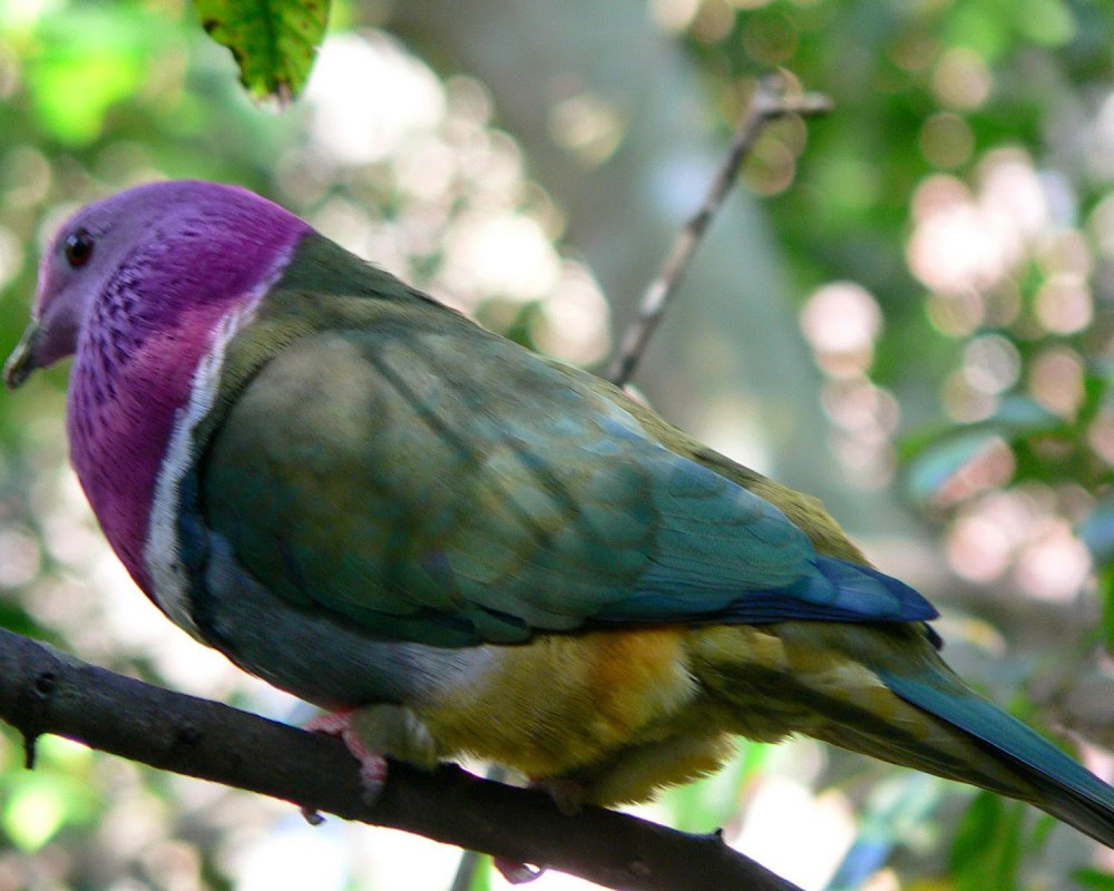 Ptilinopus rarotongensis