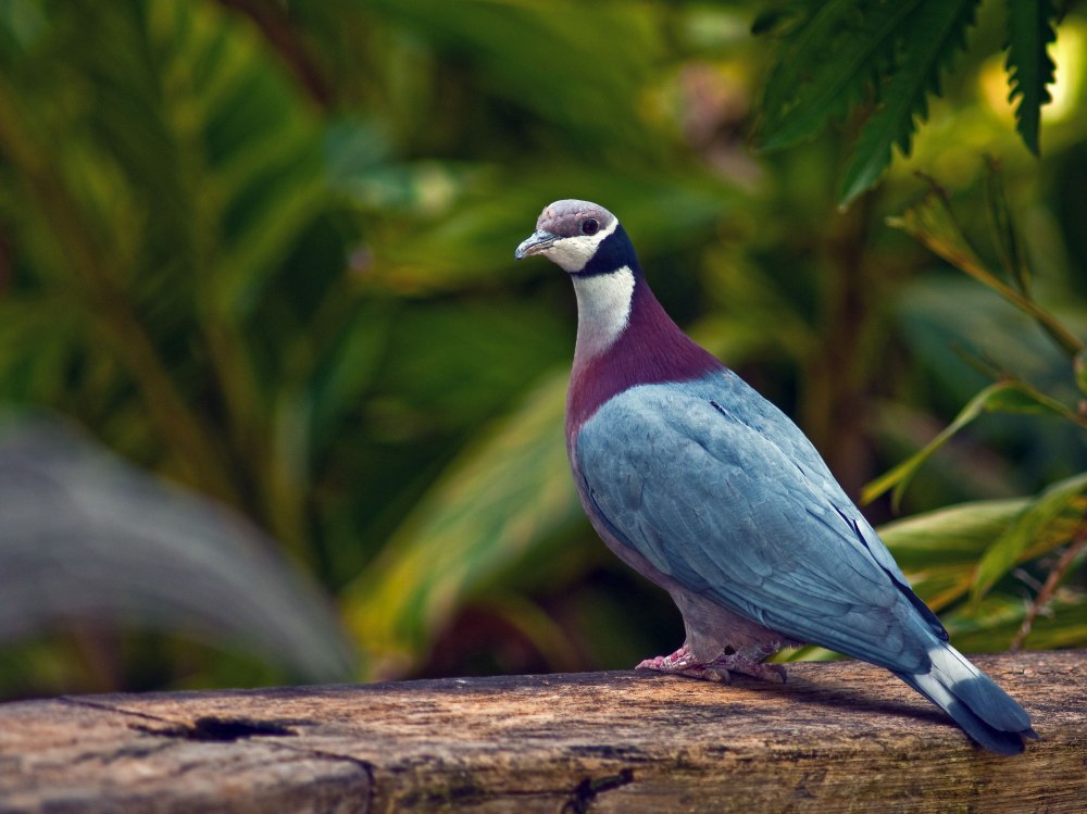 Пестрый Императорский голубь (Ducula bicolor)