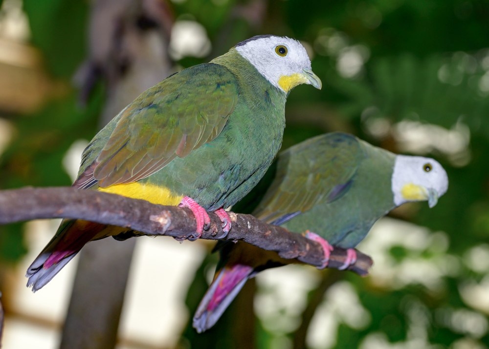 Ptilinopus merrilli