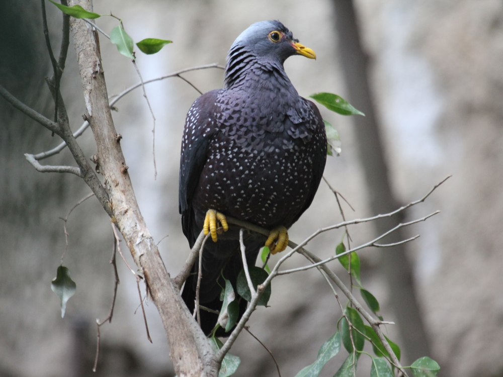 Columba iriditorques