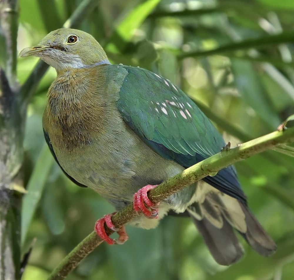 Ptilinopus dupetithouarsii