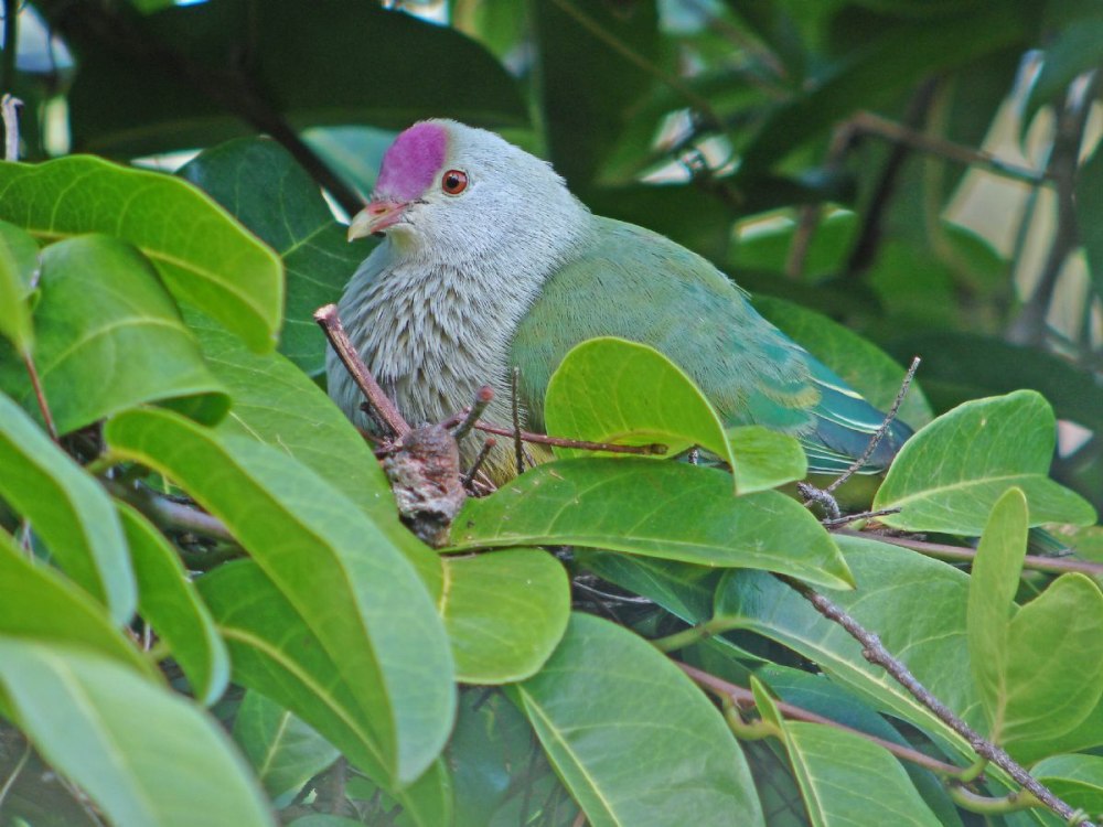 Ptilinopus porphyraceus