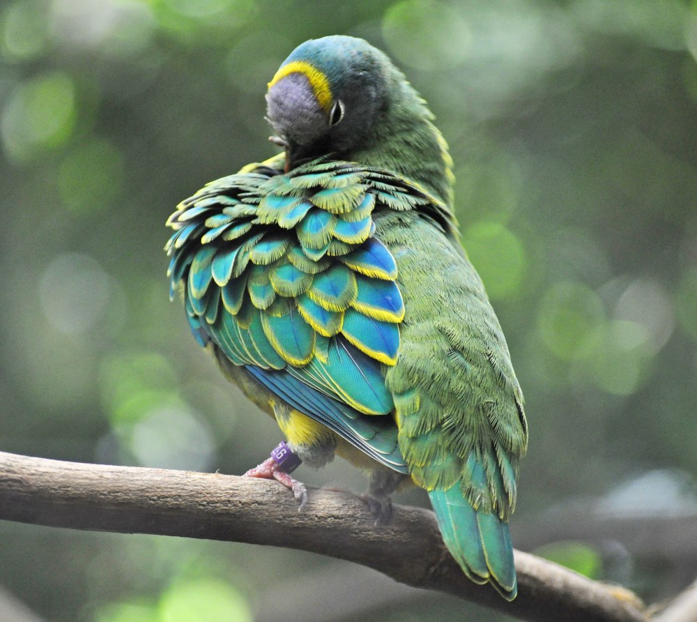 Ptilinopus coronulatus