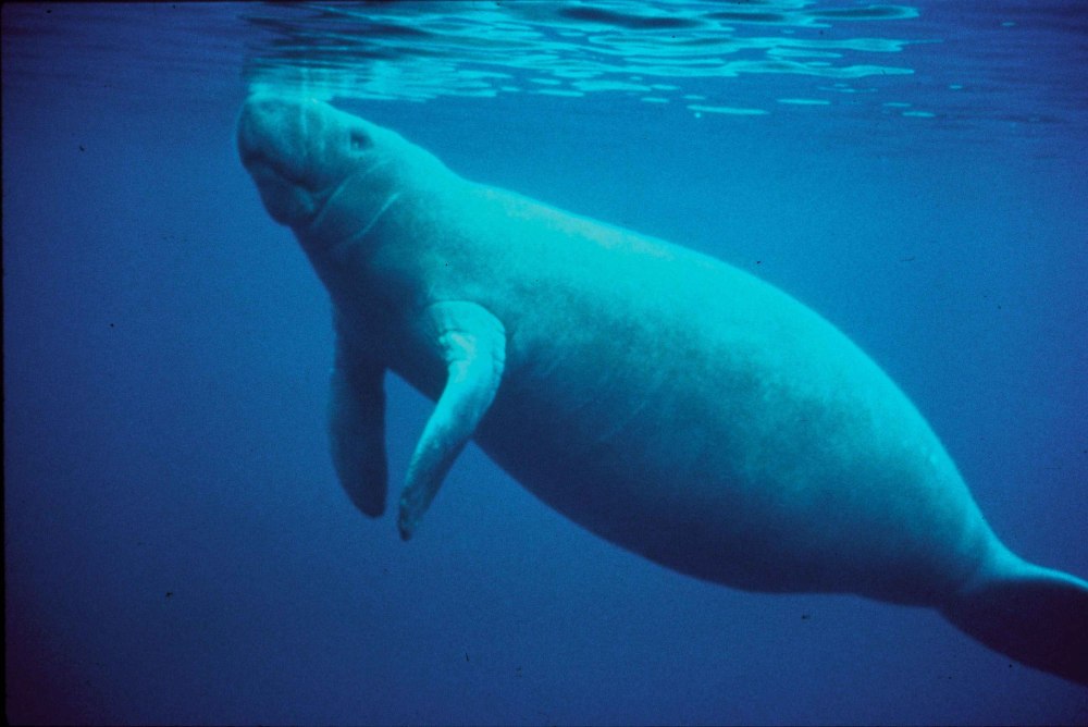 Карликовый Ламантин (Trichechus Bernhardi)