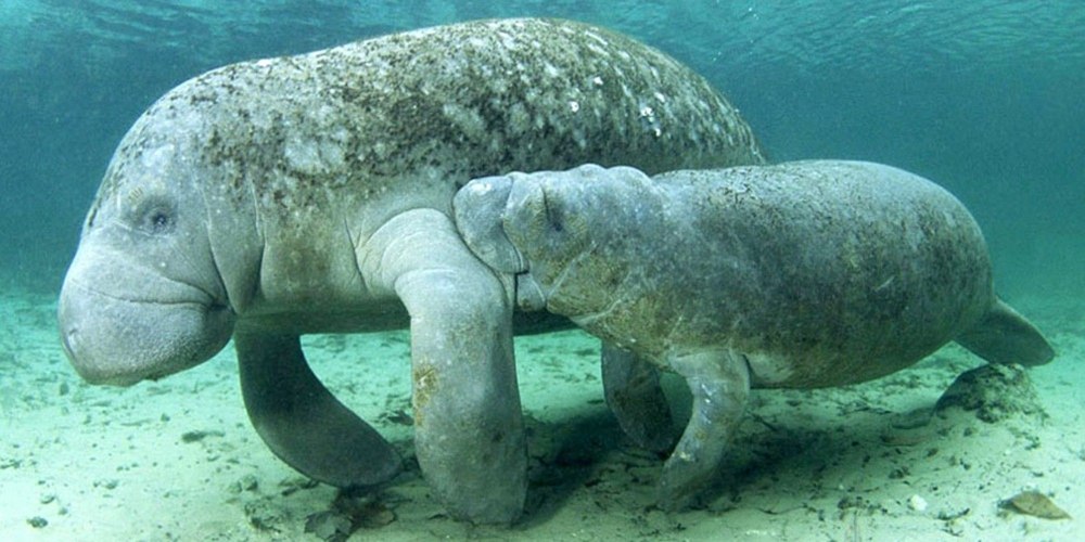 Морская корова на суше