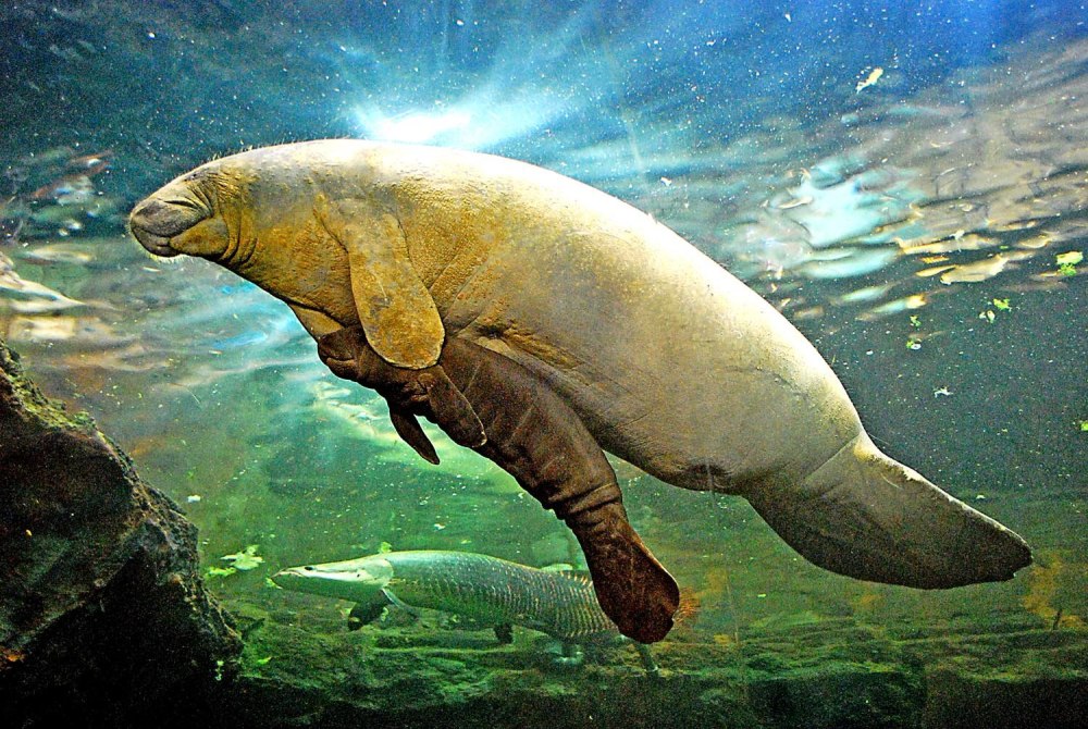 Морская корова Стеллера