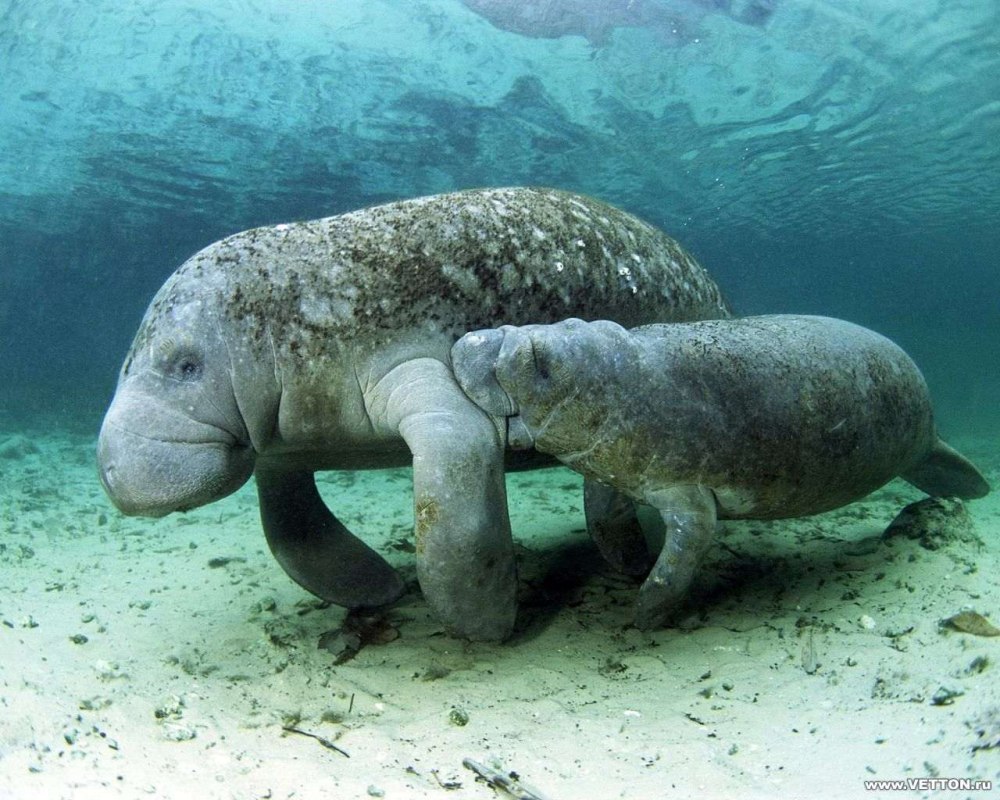 Ламантин морская корова