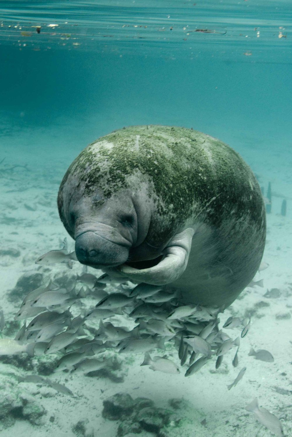 Ламантин морская корова