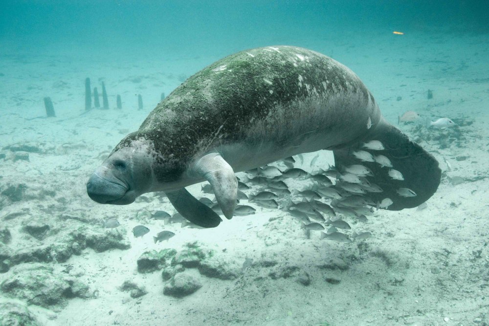 Ламантин морская корова