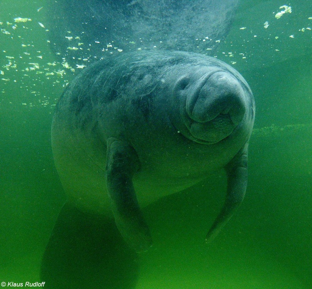Американский Ламантин Trichechus manatus