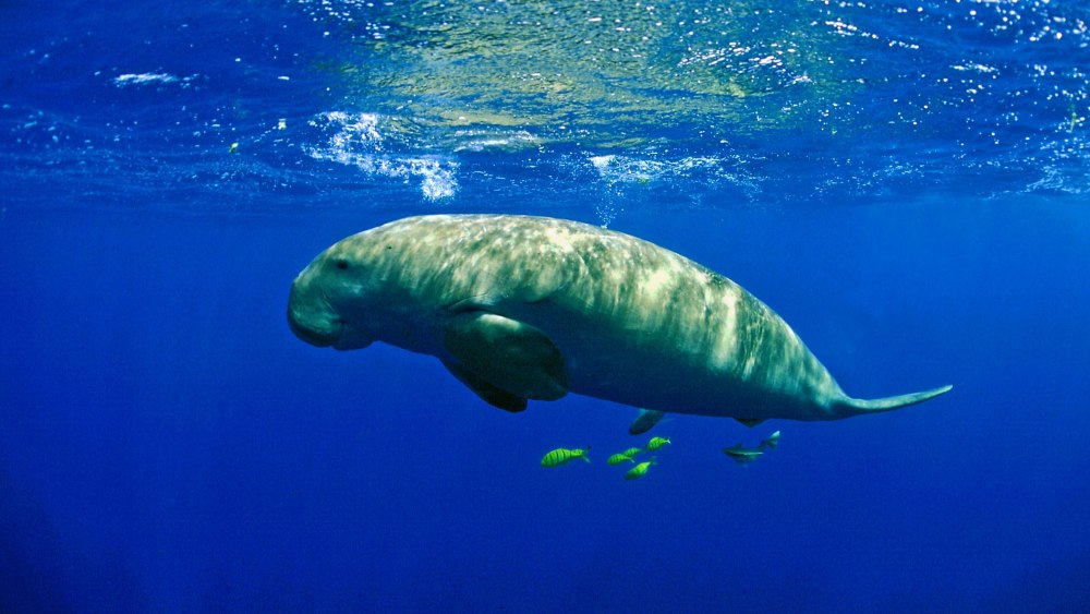 Sad Dugong