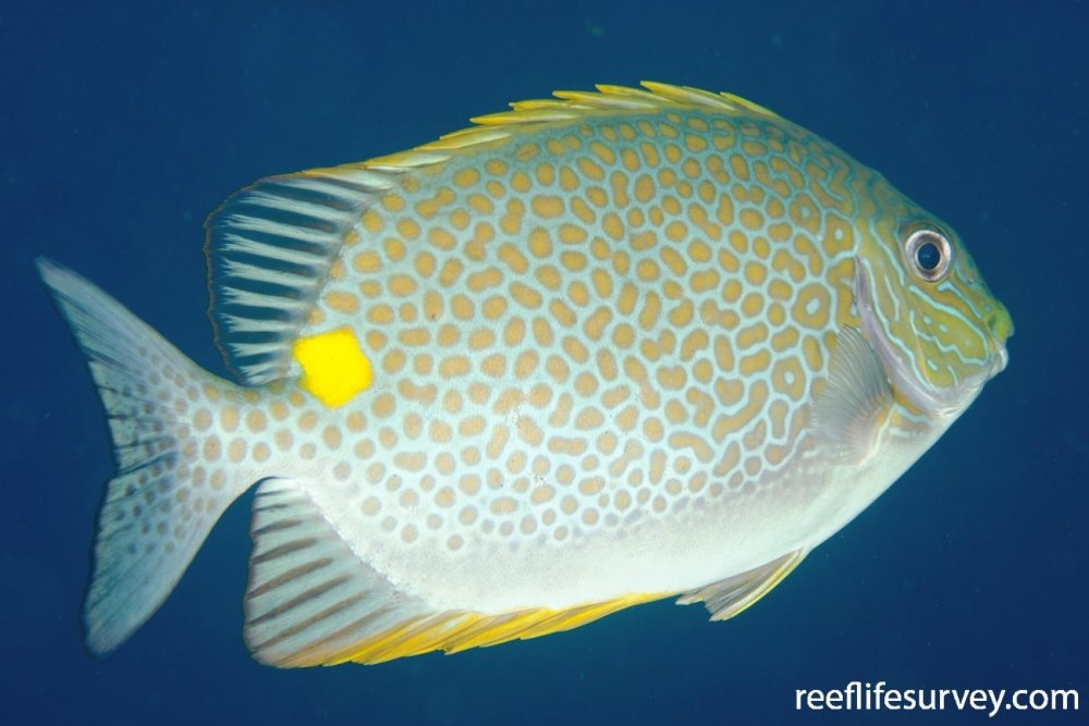 Siganus canaliculatus