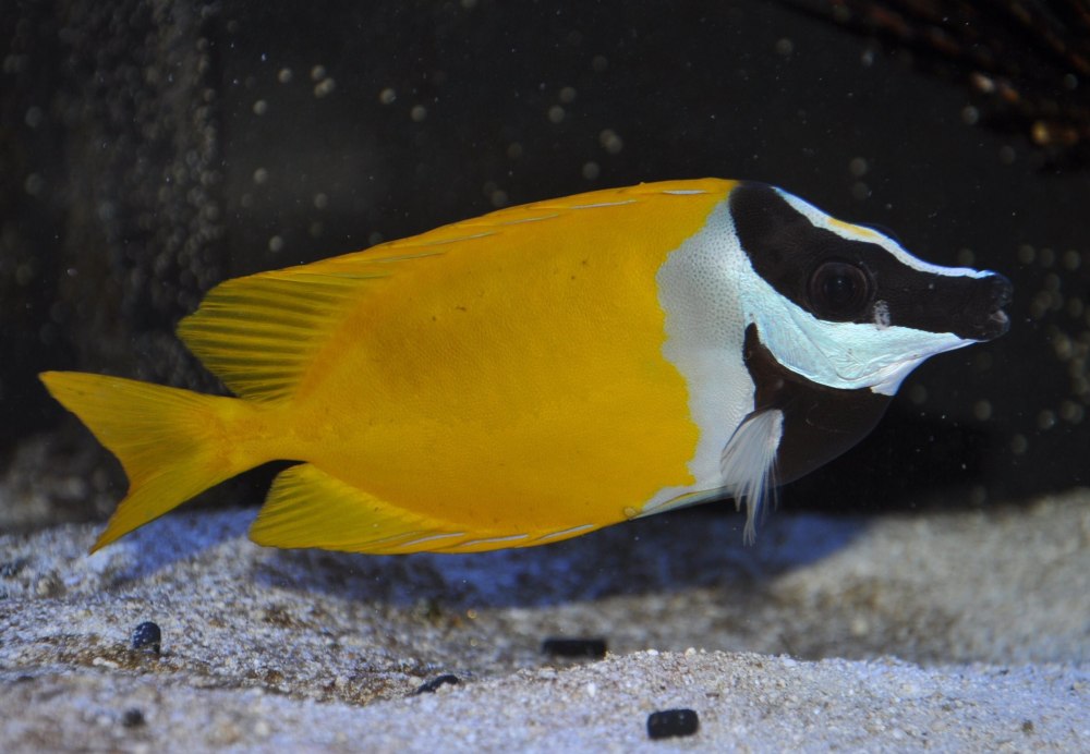 Лисица желтая (Siganus vulpinus)