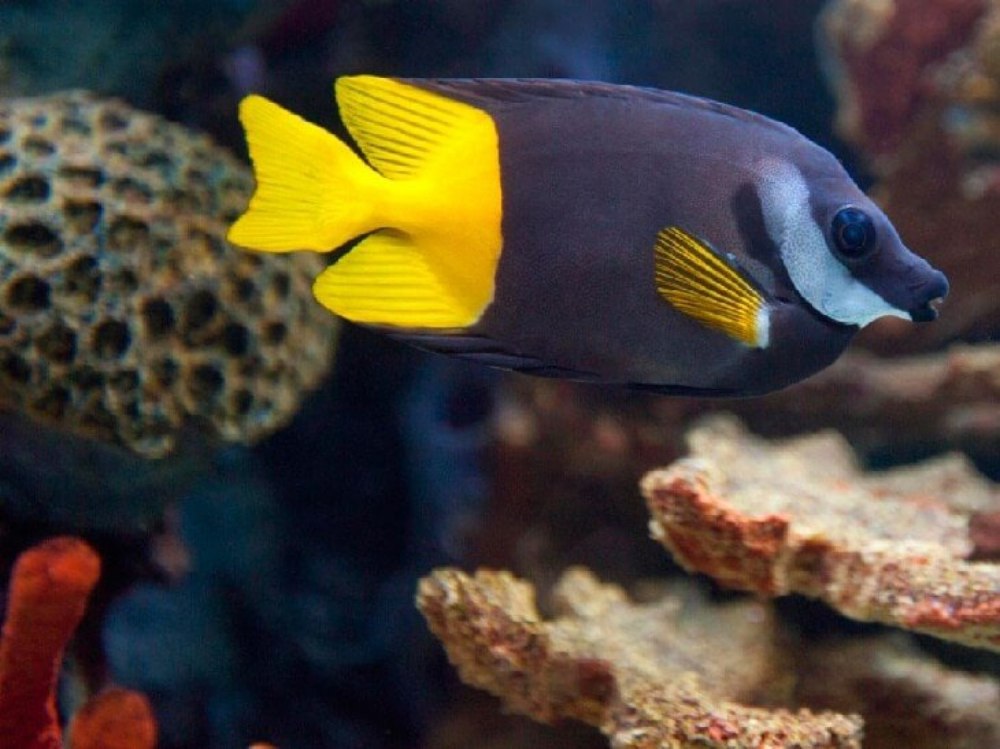 Siganus vulpinus