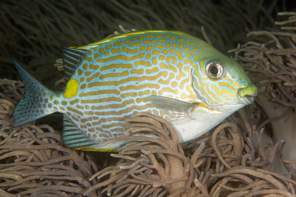 Siganus rivulatus