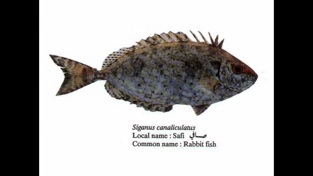 Сиган-орамин, м /Siganus canaliculatus