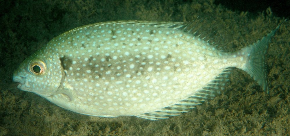 Сиган-орамин, s /Siganus canaliculatus