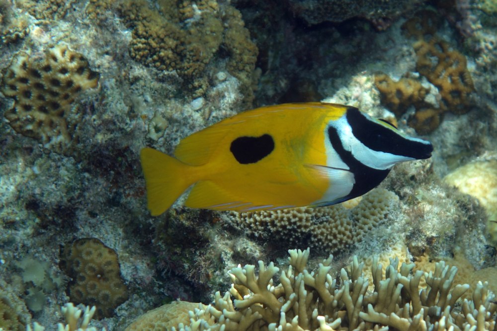 Лисица желтая (Siganus vulpinus)
