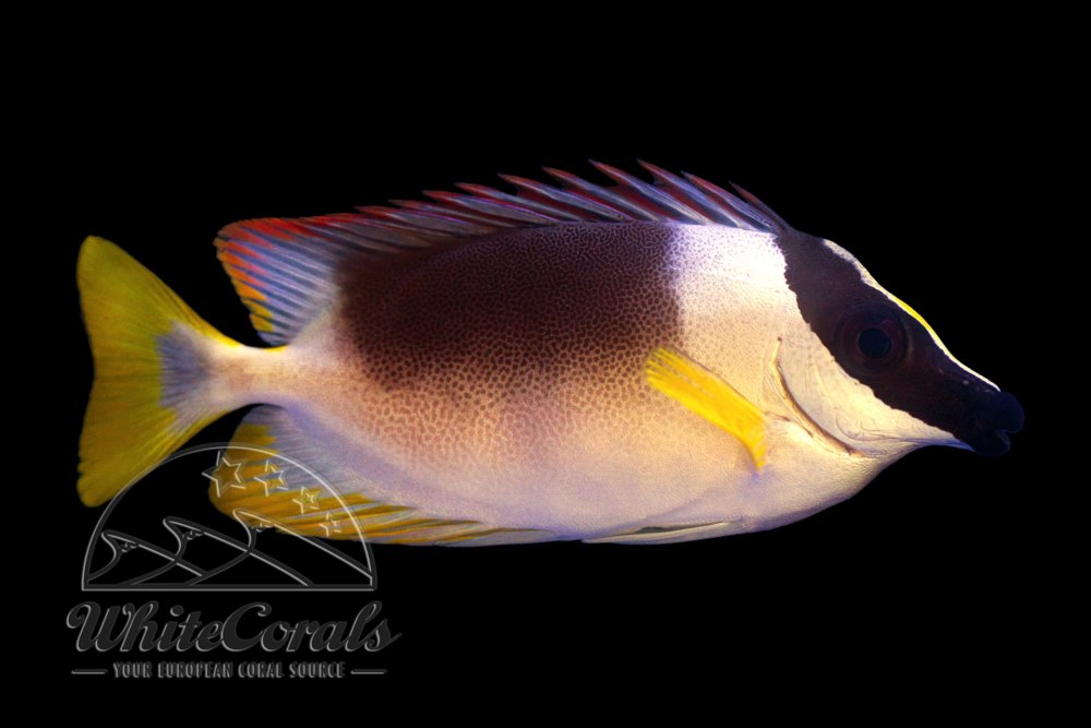 Siganus magnificus