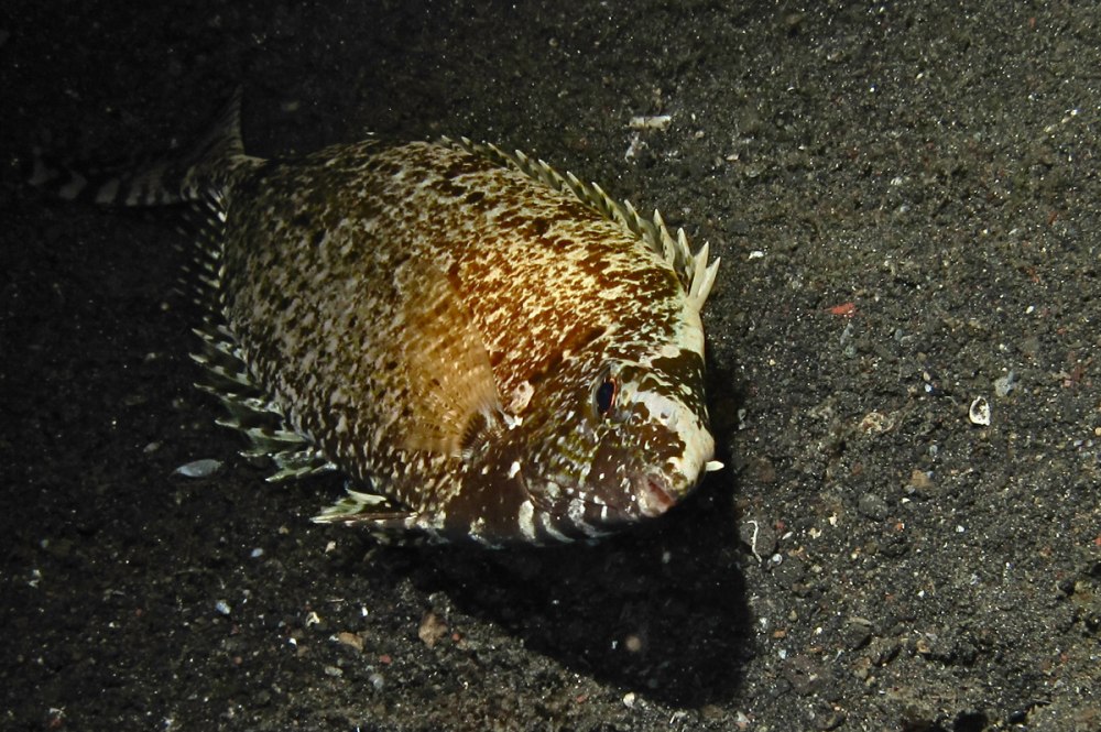 Сиган-орамин, м /Siganus canaliculatus