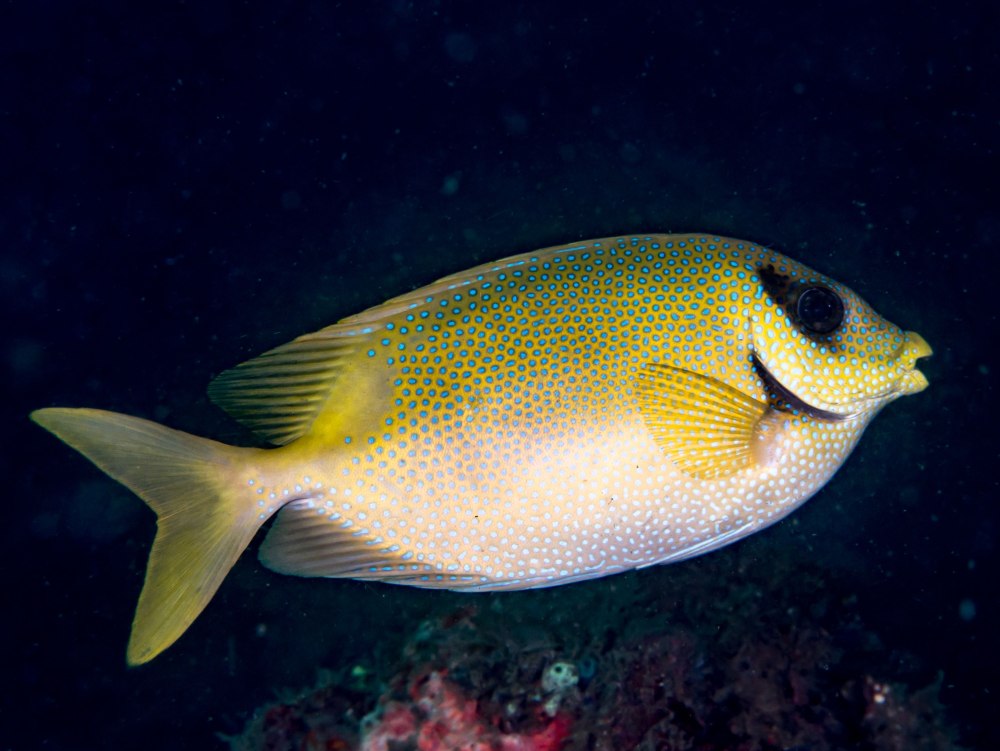 Siganus rivulatus