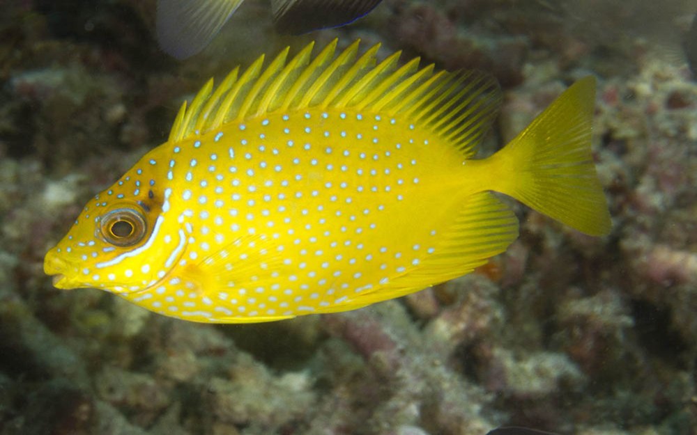 Siganus tetrazonus
