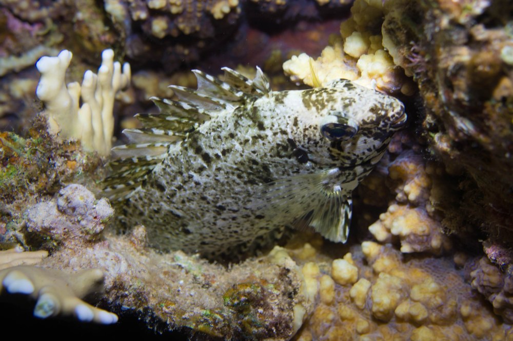 Siganus luridus