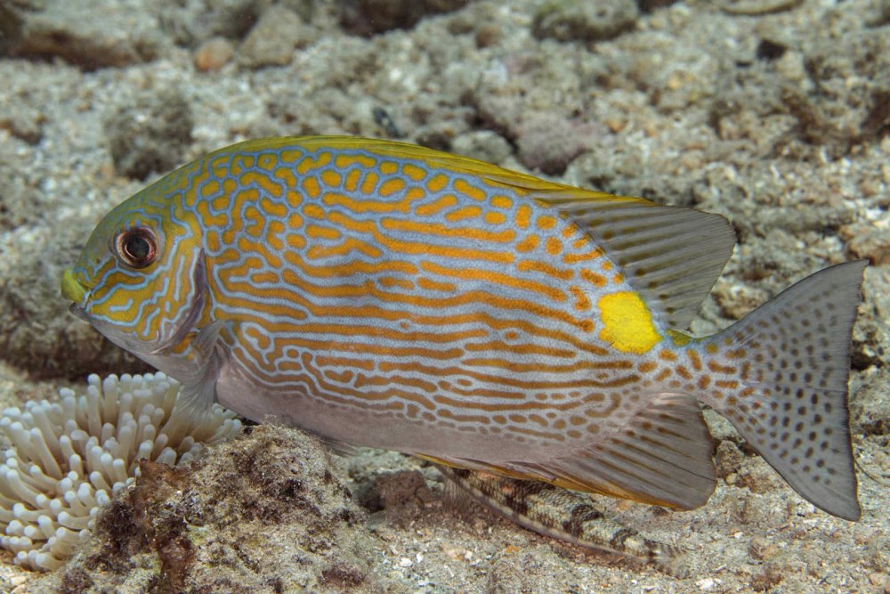 Siganus rivulatus
