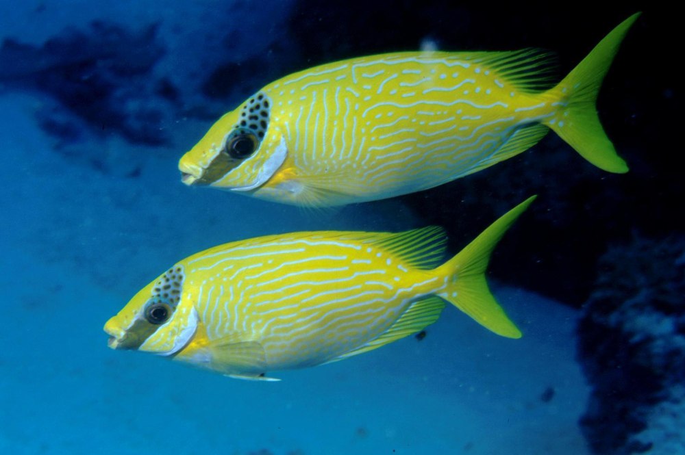 Siganus puellus