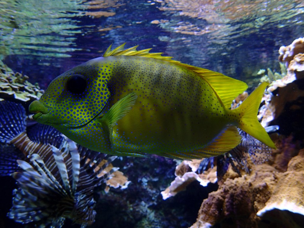 Siganus corallinus